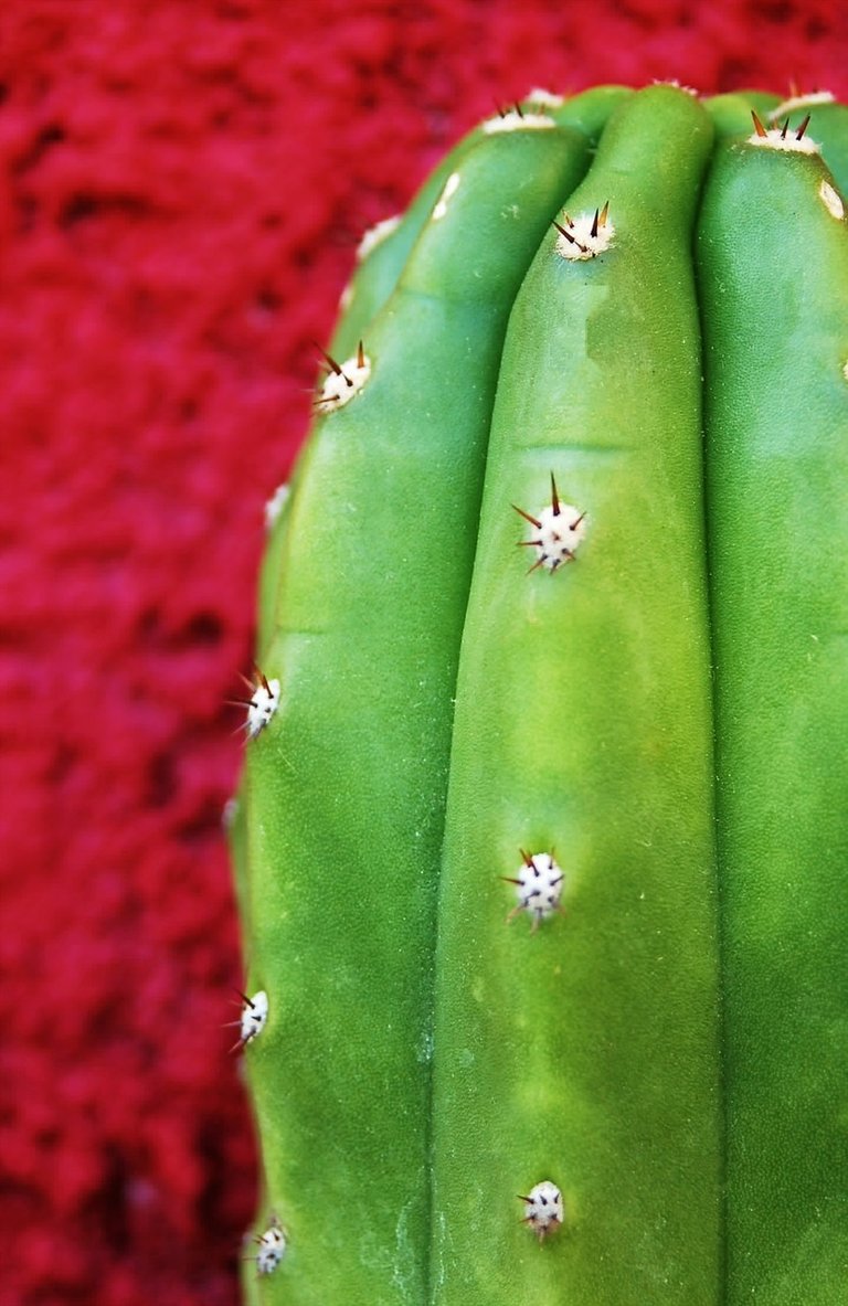 03 cactus-130053_1280.jpg