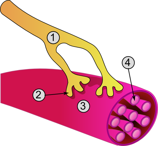 Synapse_diag3.png