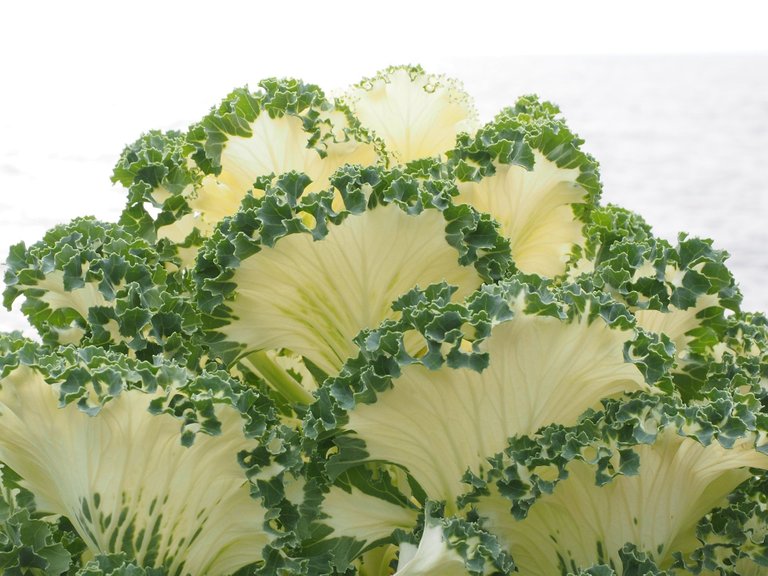 Plantas 2 ornamental-cabbage-779962_1920.jpg