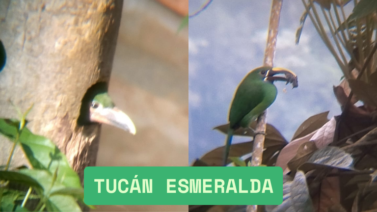 tucán esmeralda.png