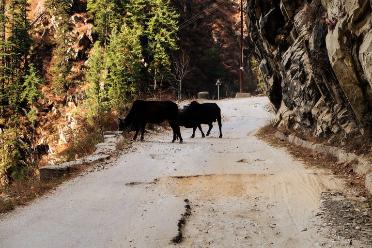 Malana Trek (67).jpg