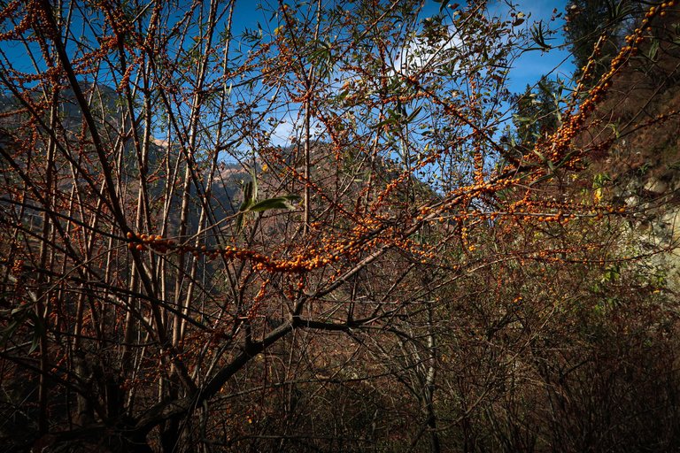 Malana Trek (78).jpg