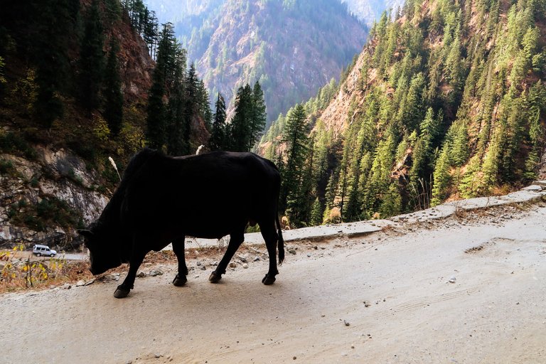 Malana Trek (68).jpg