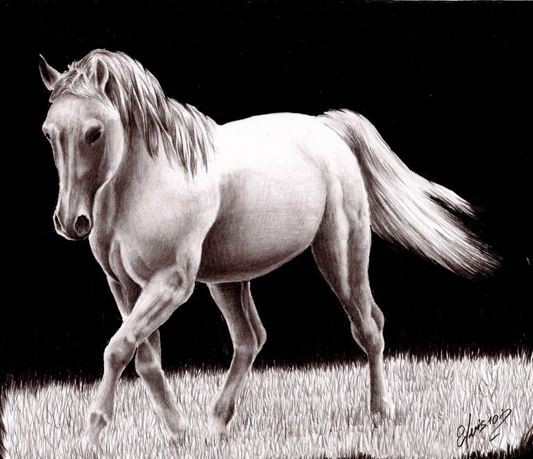dibujo de caballo.jpg