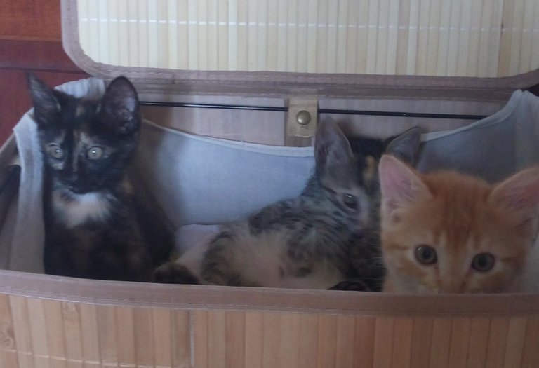 gatos en la cesta de ropa.jpg
