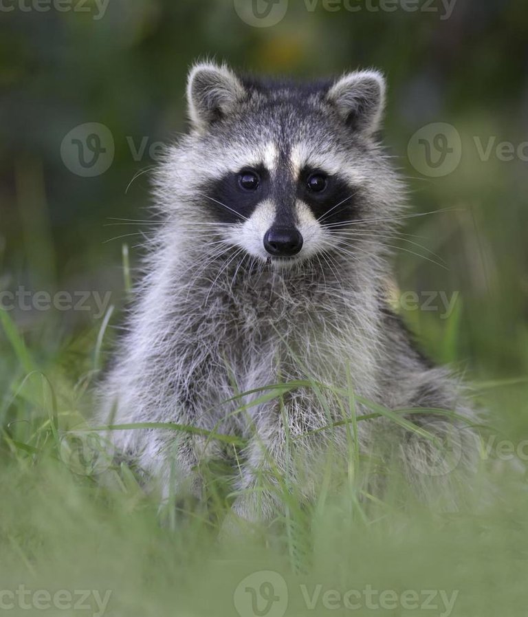 a-baby-raccoon-standing-in-the-grass-photo.jpg
