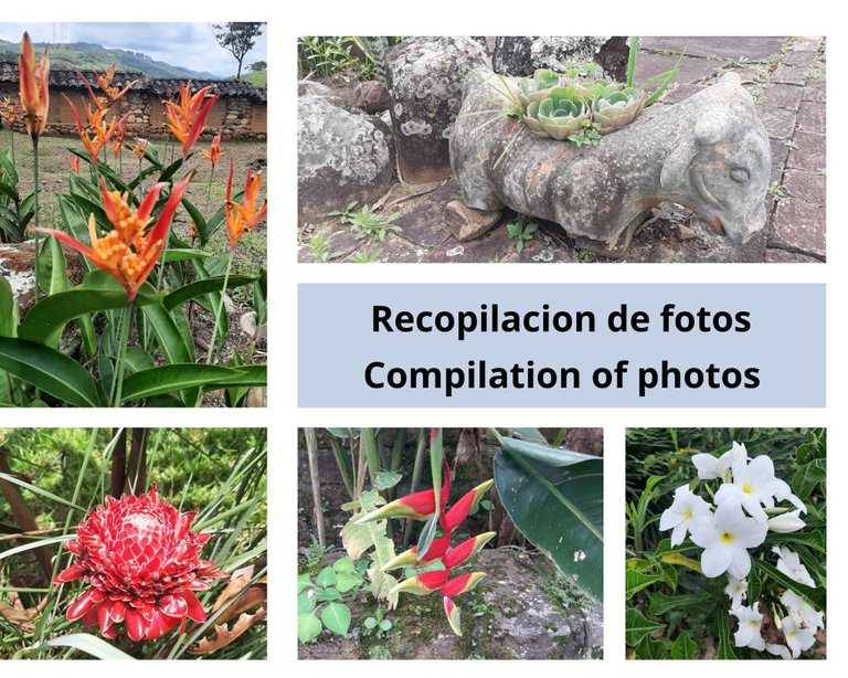 Recopilación De Las Mejores Fotografías de Flores que he Tomado parte 2.jpg