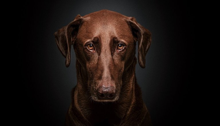 dog-7185274_1280.jpg