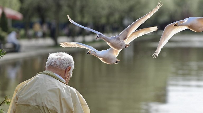 birds-7756543_960_720.jpg