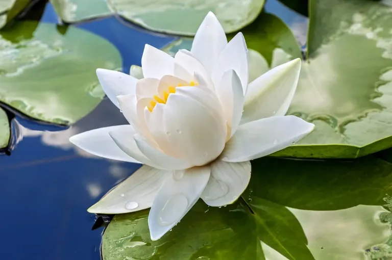 White-Lotus-Flower-Meaning-and-Symbolism.webp