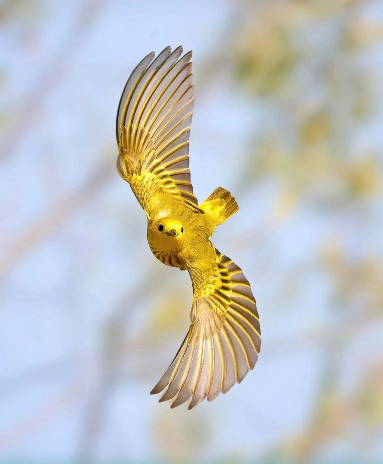 American Yellow Warbler Photographer Glen Noyer.jpg