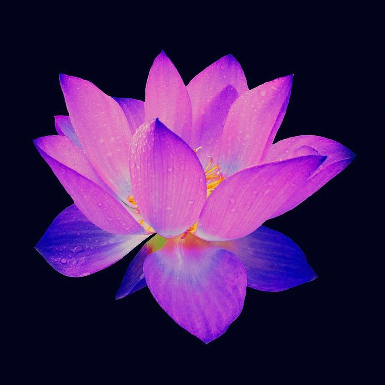 evening-purple-lotus-david-dehner.jpg