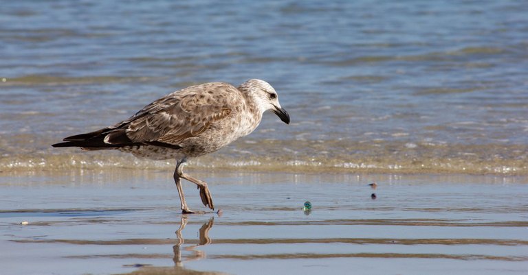 Sea Bird-1-5.jpg