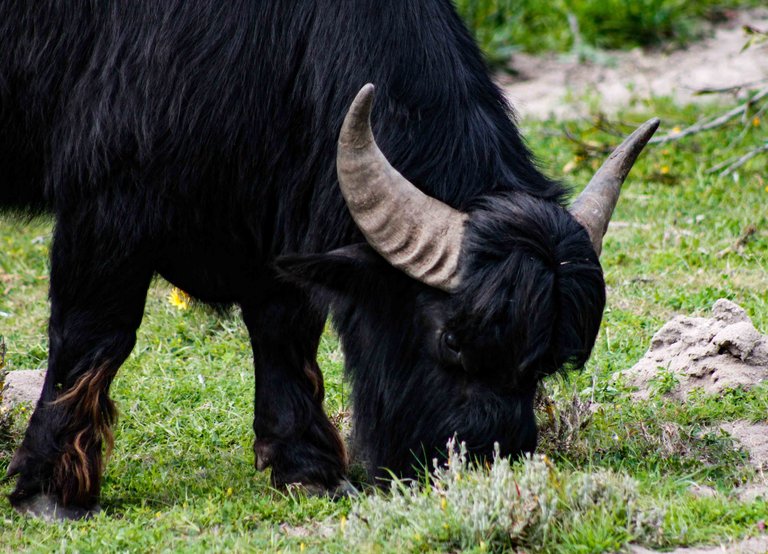 Big Oaf of a Buffalo.jpg