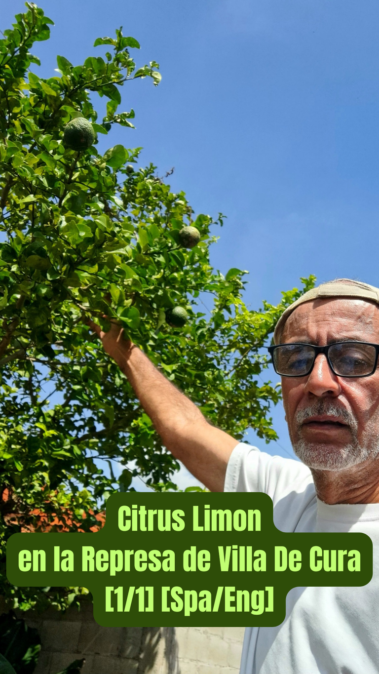 Citrus Limon en la Represa de Villa De Cura [1_1] [Spa_Eng]_20241119_114641_0000.png