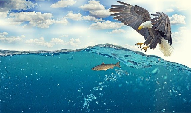 white-tailed-eagle-ge89f056ed_640.jpg