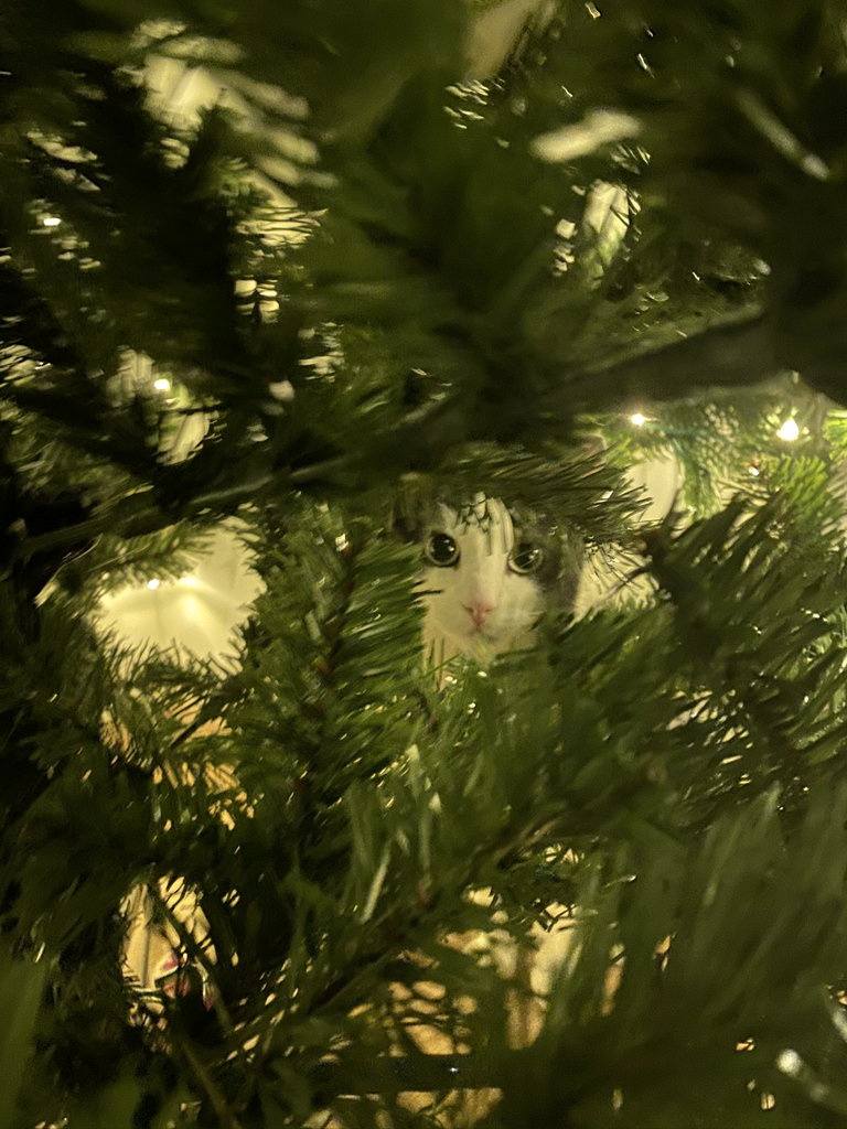 Our cat like climbing (and hiding) in our xmas tree. Photo is taken by @pusen 