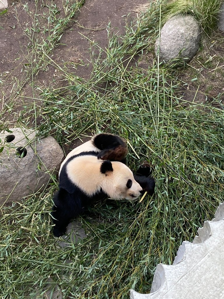 Look how cute! There was three pandas, but pandas liked to be alone, so they was separated.