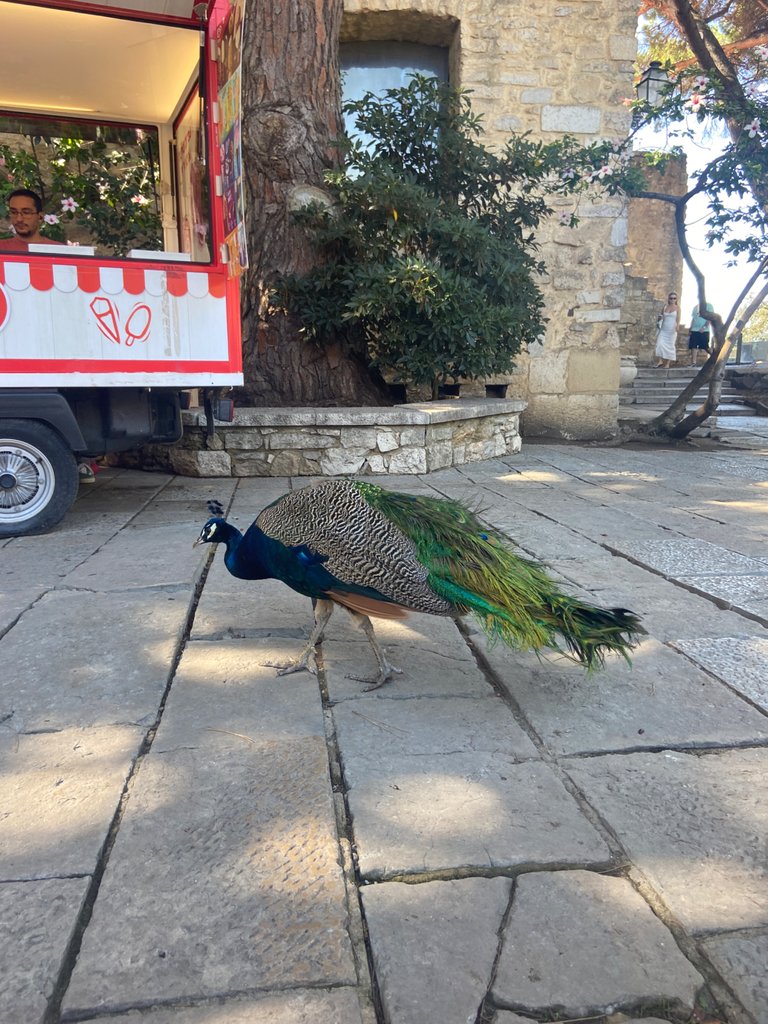 The peacock at Sao-Jorge castle was very social and some of them came to say hello when we sat down to eat. 
