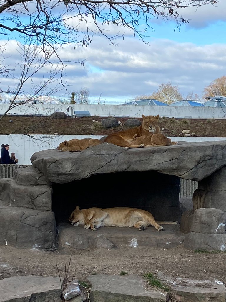 The Lions was amazing too. We did see them play at the end of the visit, and they looked really happy. 