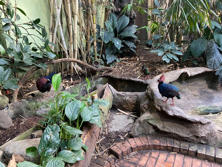 Some other pretty birds.