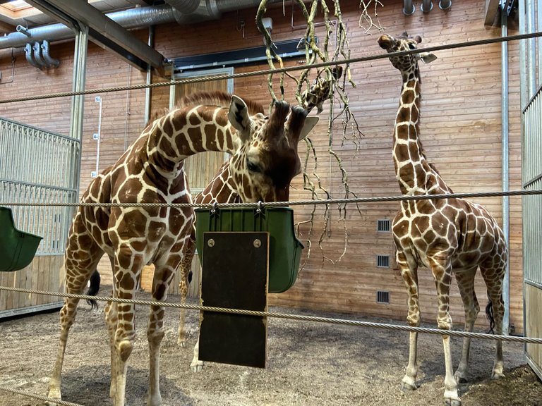 I really loved the giraffes. They look so amazing! 