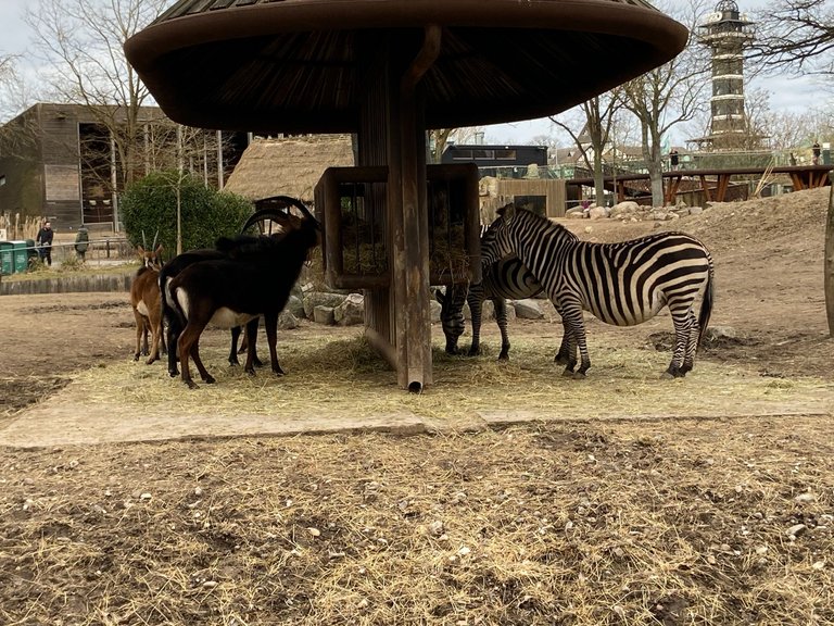 I loved to se a Zebra. First time in my life! 