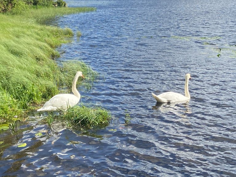 Yesterdays swans!