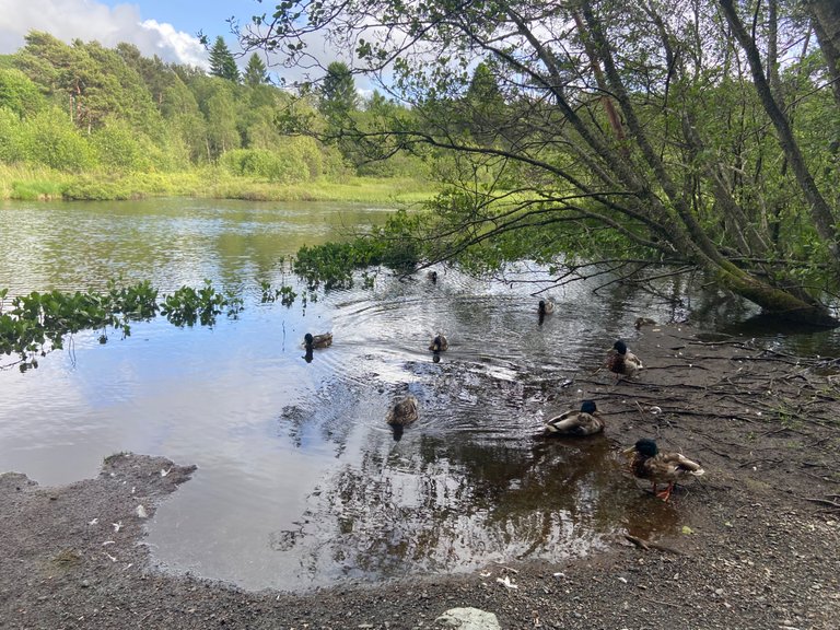 Our new neighbors: The duck family. 