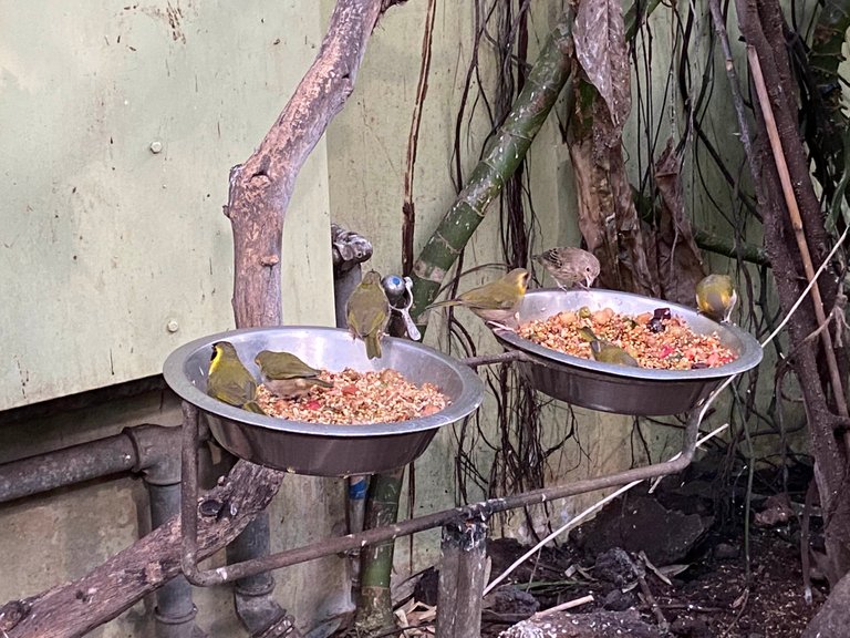 Some cute birds that we saw in the rainforest at the Zoo.
