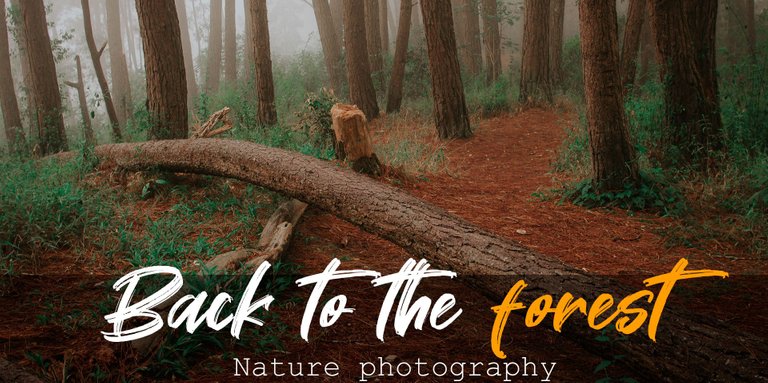 Back-to-the-forest-Portada.jpg