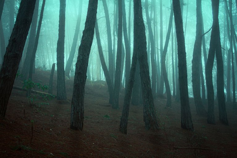 Green-fog.jpg