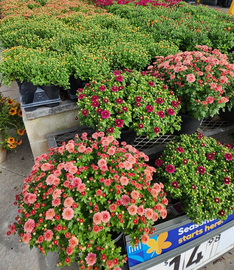 flowers.jpg
