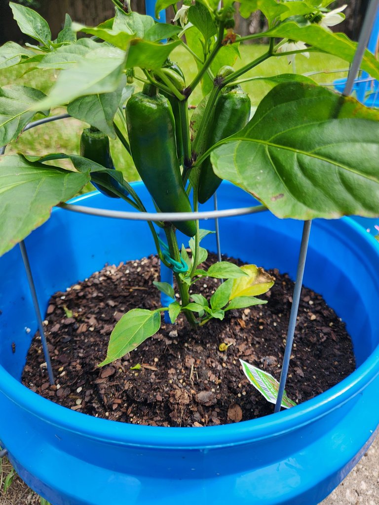 jalapeno.jpg