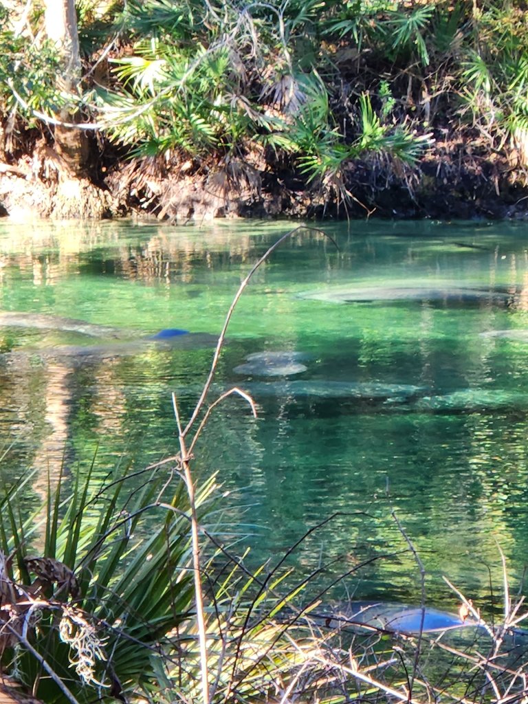 lots of manatees in a single spot.jpg