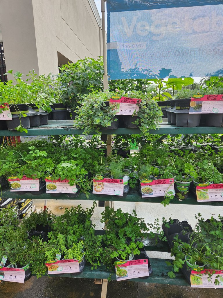 parsley.jpg