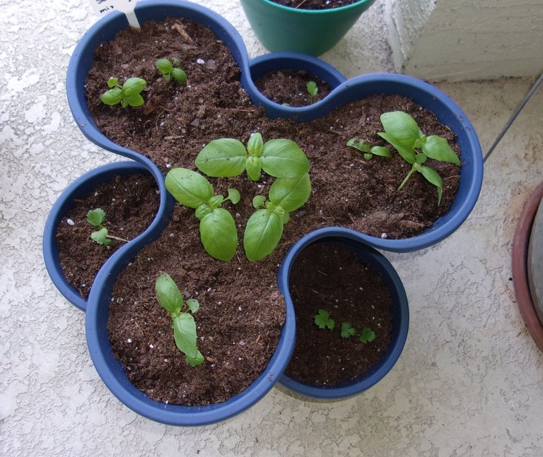 basil and other herbs 1.jpg