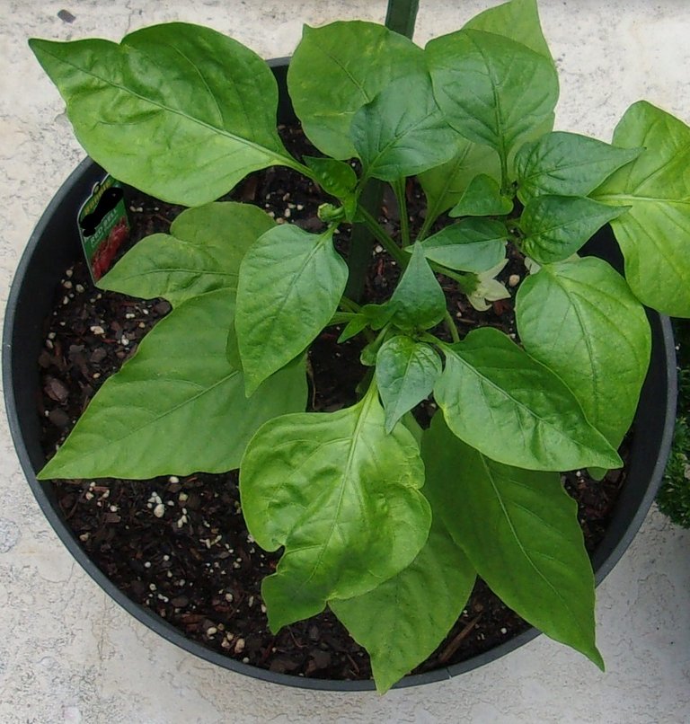 second green bell pepper.jpg