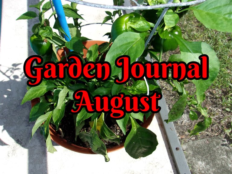 August Garden cover.jpg