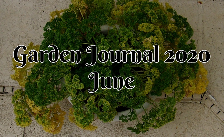 Garden Journal 2020 June.png