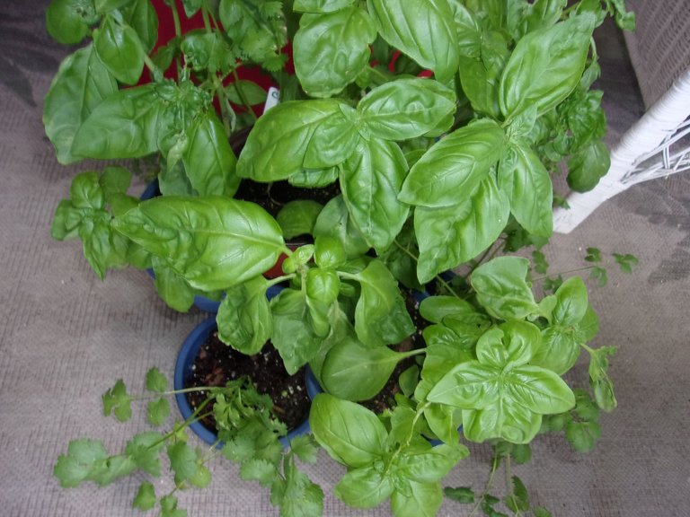 basil.jpg