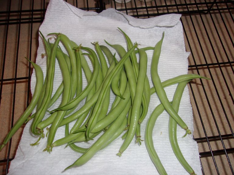 green beans collected.jpg