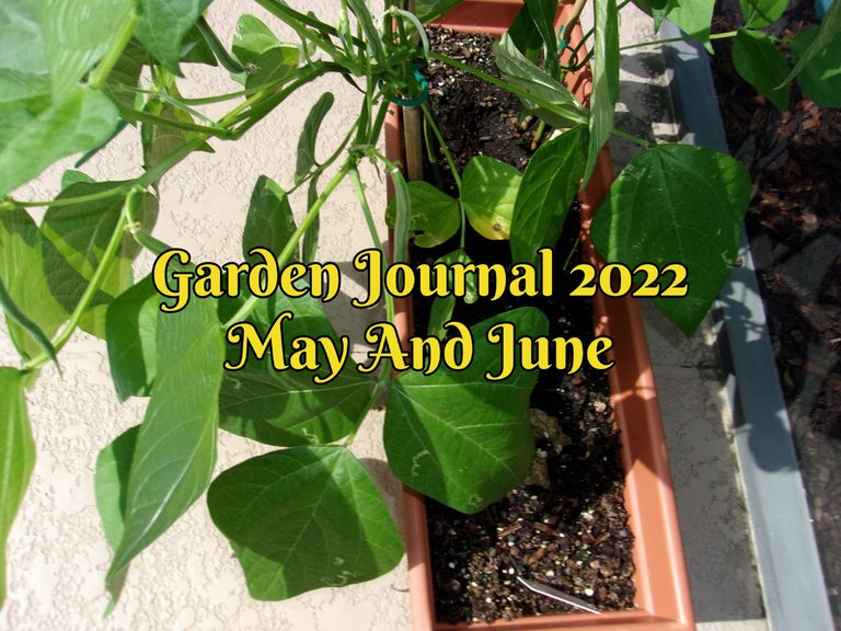 May and June Garden update.jpg