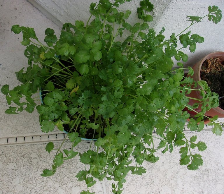 cilantro.jpg