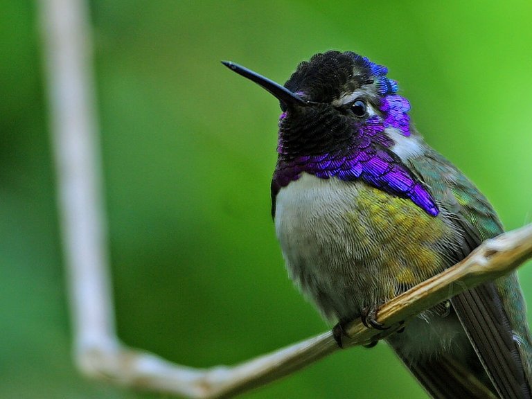 hummingbird71771_1280.jpg