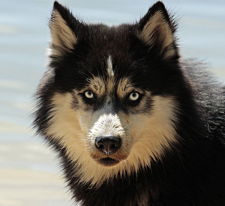 husky3380548_1280.jpg