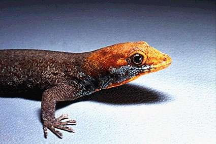 041galbogularis.jpg