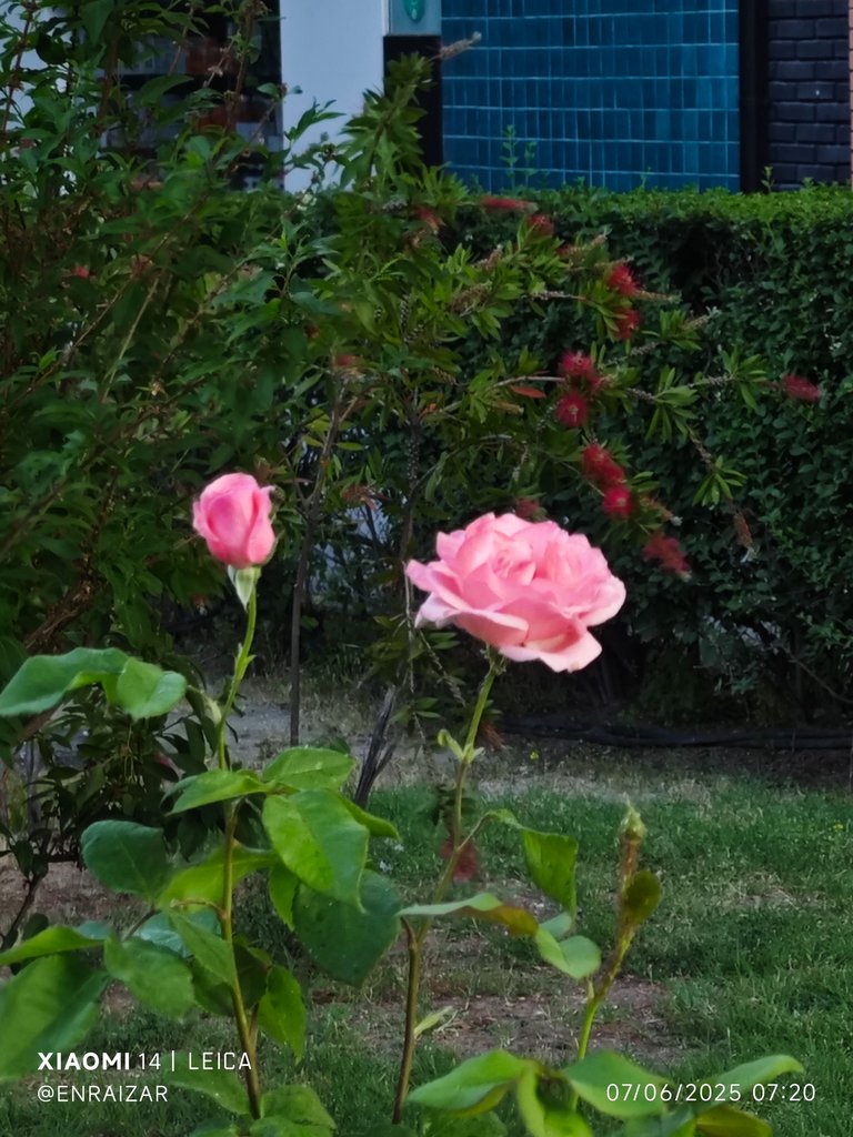 IMG_20250607_072033.jpg
