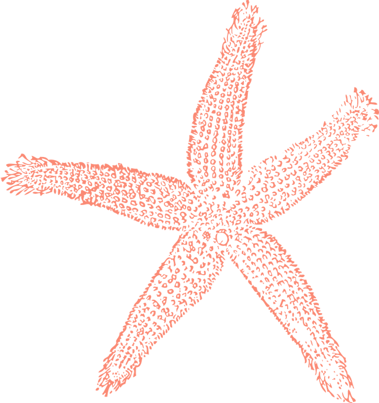 starfish-307293_1920.png