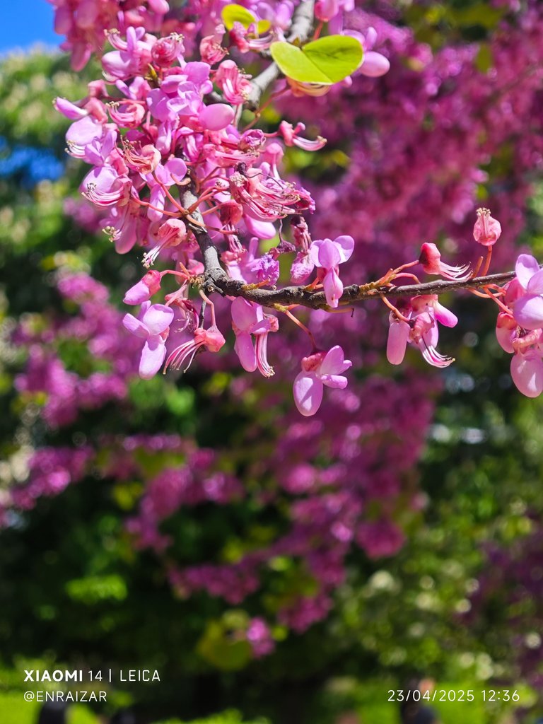 IMG_20250423_123620.jpg